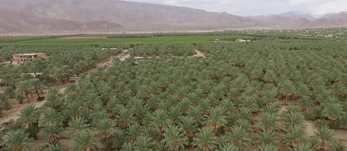 Aerial view of date palm blocks in the Coachella Valley