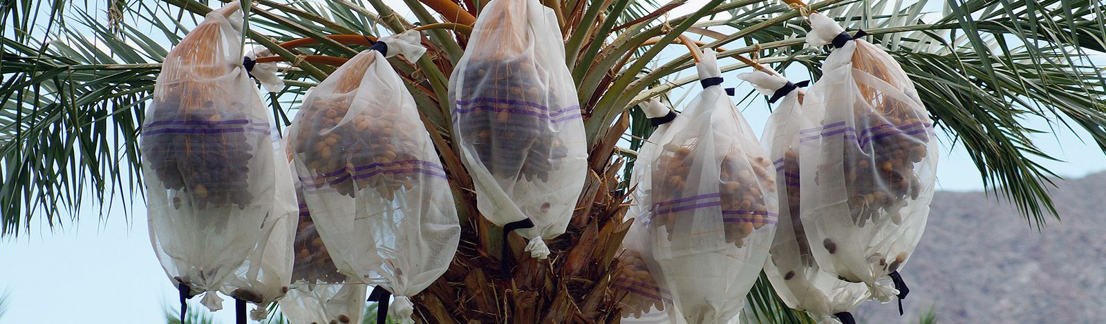 Medjool bunches bagged on the palm