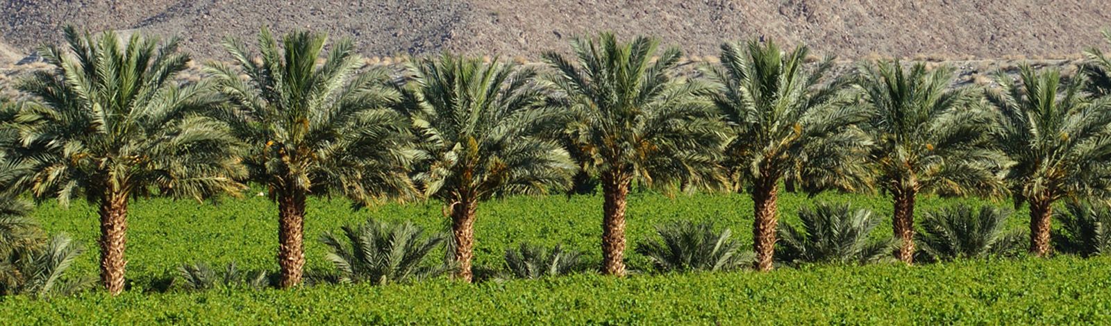 Medjool date palms with bagged fruit on a Coachella Valley farm, mountains behind