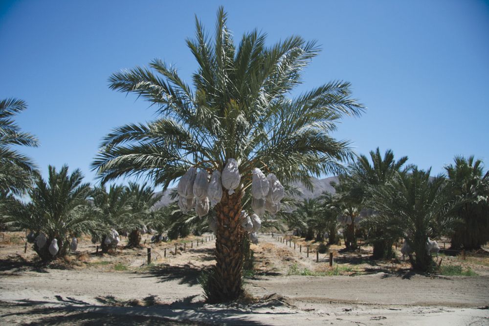 Phoenix Agrotech Medjool mother palm