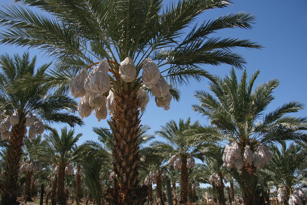 Mature Medjool palms with bagged fruit under a blue sky