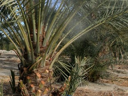 Pollinating date palm flowers