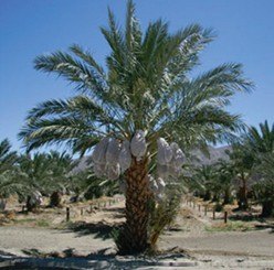 Medjool mother palm with bagged fruit