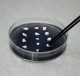 Explants on culture medium in a petri dish