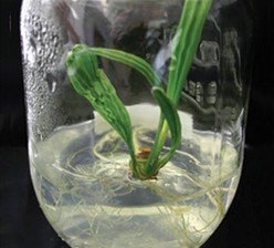 Plantlet developing roots in a culture jar