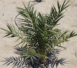 Young date palm planted in a desert field on drip line