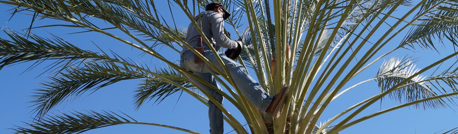 Palmero trimming a date palm