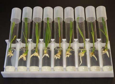 Rooted date palm plantlets in culture tubes