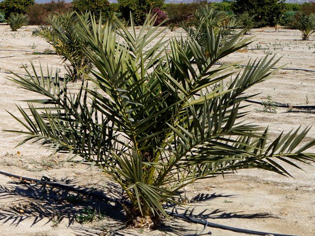 Two-year-old tissue culture date palms in the field